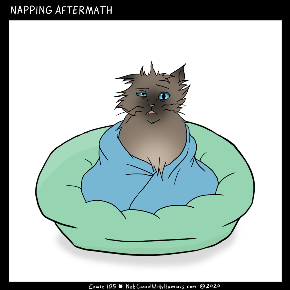 not good with humans notgoodwithhumans.com cat cats introvert introverts 