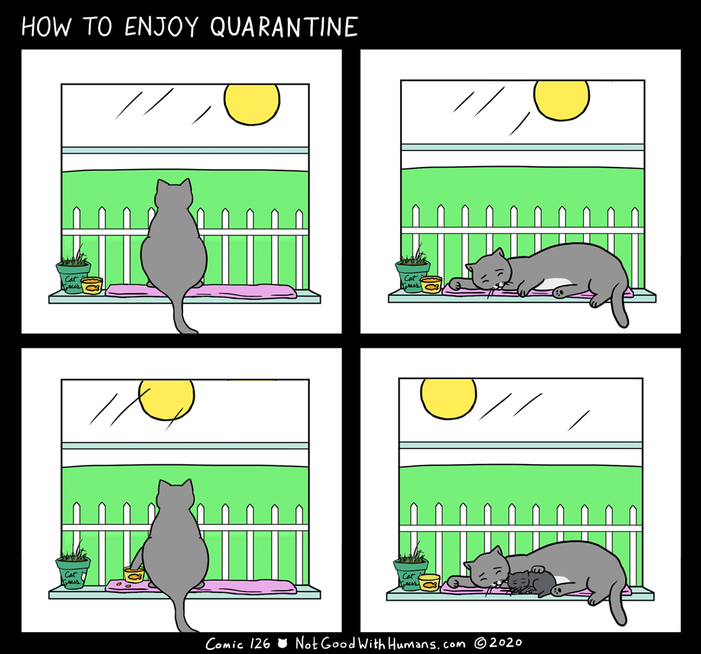 not good with humans notgoodwithhumans.com cat cats introvert introverts 