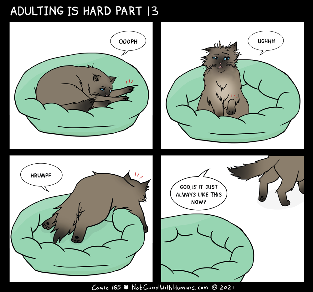 hungry kitties not good with humans introvert cat cats