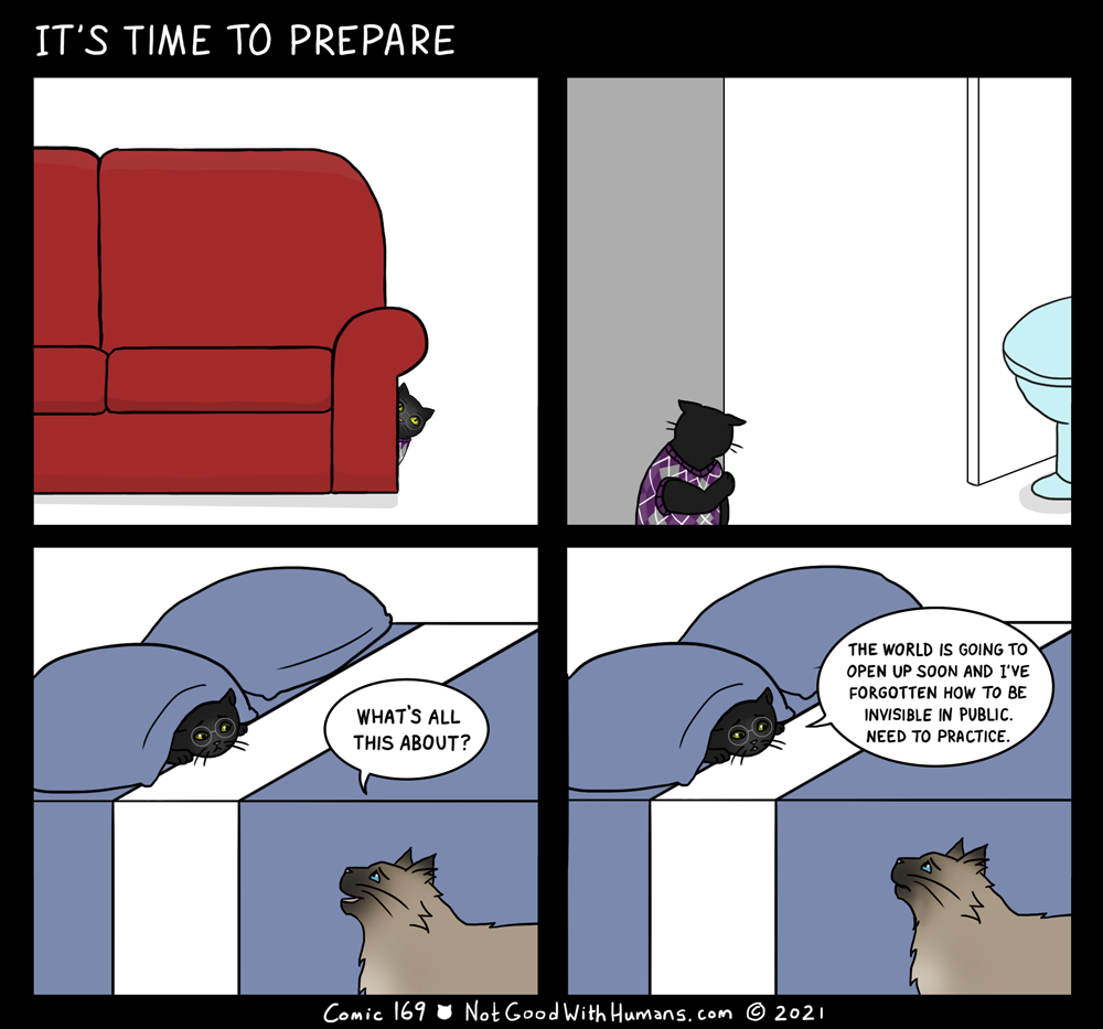 hungry kitties introvert not good with humans cat cats